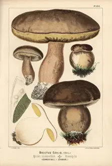Champignons Prints: Penny bun or porcino mushroom, Boletus edulis, edible