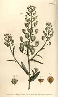 Pennycress, Thlaspi arvense