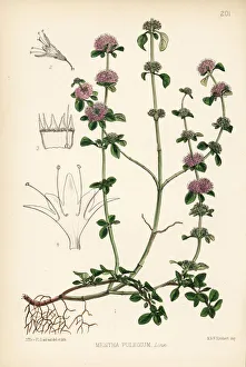 Mint Collection: Pennyroyal, Mentha pulegium