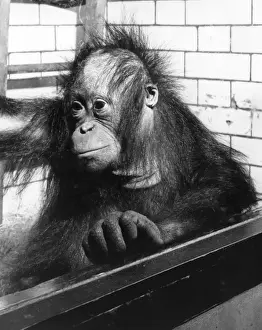 Pensive Orangutan