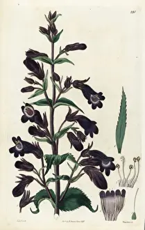 Penstemon atropurpureus