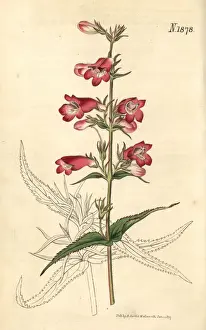 Couchman Prints: Penstemon campanulatus