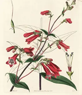 Penstemon gentianoides