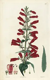 Penstemon roseus