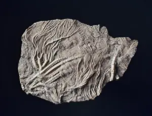 Pentacrinites, crinoid