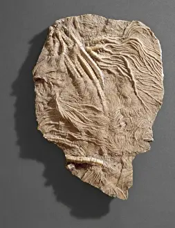 Anchored Prints: Pentacrinites, crinoid