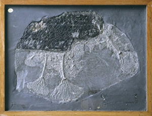 Pentacrinites fossilis, crinoid Pentacrinites fossilis, crinoid