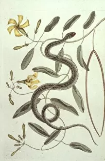 Mark Catesby Collection: Pentalinon luteum, hammock vipers tail