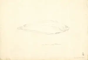 Gadus Prints: Pentanemus quinquarius, royal threadfin