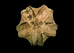 Echinodermata Prints: Pentremites spicatus, blastoid