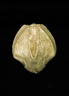 Black Background Collection: Pentrimites robustus, blastoid