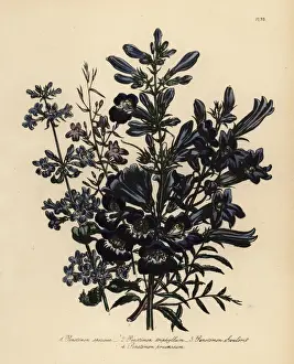 Humphreys Prints: Pentstemon or Penstemon species
