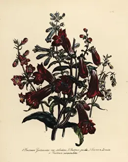 Pentstemon or Penstemon species