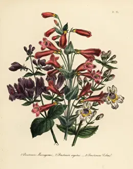 Pentstemon or Penstemon species