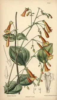 Pentstemon Prints: Pentstemon rotundifolius, native of North Mexico