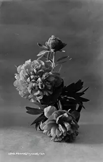 Petals Prints: Peonies in a Vase