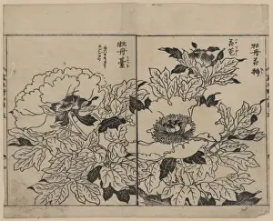 Peony Prints: Peony blossoms