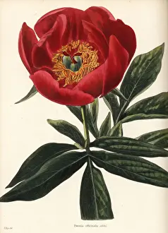 Peony, Paeonia officinalis sabini