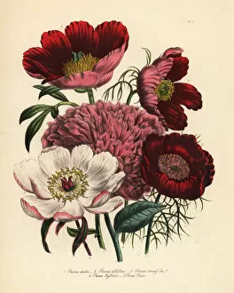 Handfinished Collection: Peony or Paeonia species