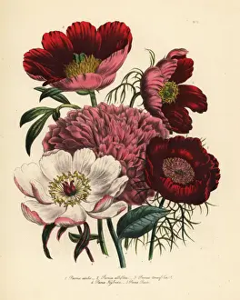 Ornamental Prints: Peony or Paeonia species