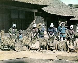 Japan Rice Farming 1890S