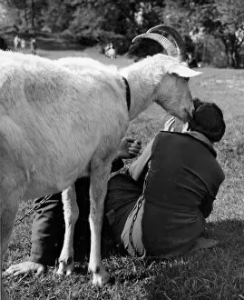 Images Dated 12th January 2017: People in a park with a friendly goat