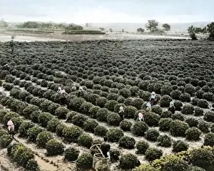 People picking tea, Japan