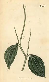 Pepper Prints: Peperomia acuminata