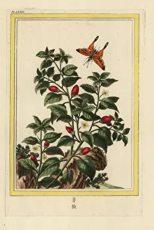 Enluminee Gallery: Pepper, Capsicum annuum