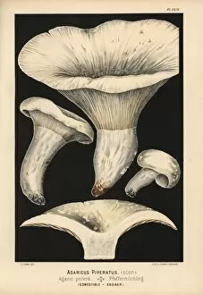 Pepper mushroom, Lactarius piperatus, edible