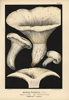 Agaricus Prints: Pepper mushroom, Lactarius piperatus, edible