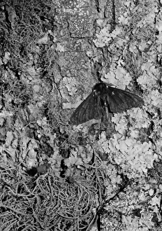Peppered moth
