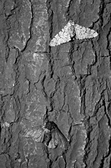 Lepidoptera Collection: Peppered moth