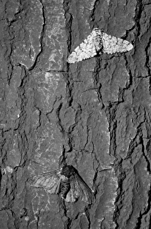 Lepidoptera Collection: Peppered moth