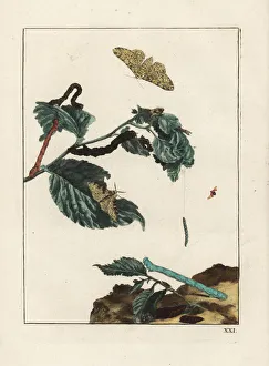Accurate Gallery: Peppered moth, Biston betularia, on branch