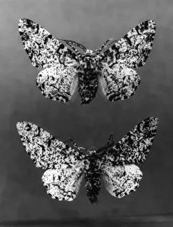 Peppered Prints: Peppered Moths