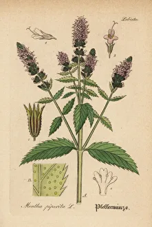 Mint Collection: Peppermint, Mentha piperita