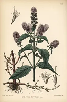 Peppermint, Mentha piperita
