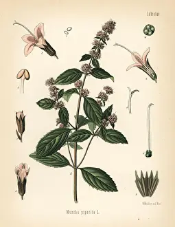 Peppermint, Mentha piperita