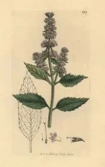 Peppermint, Mentha piperita