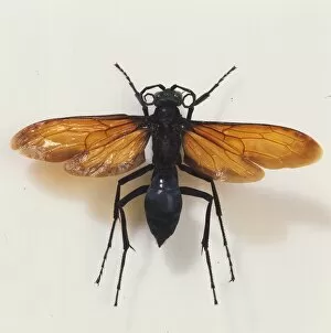 Araneae Gallery: Pepsis heros, tarantula hawk wasp