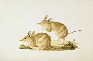 Nosed Gallery: Perameles bougainville, barred bandicoot