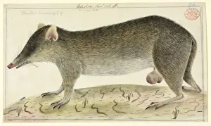 Marsupial Prints: Perameles nasuta, long-nosed bandicoot