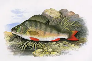 Perch Prints: Perca fluviatilis, or European Perch
