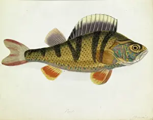 Perca fluviatilis, European perch