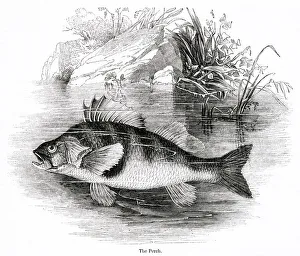 Images Dated 3rd November 2019: Perch