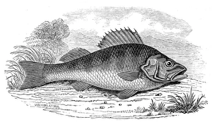 Images Dated 22nd June 2004: A Perch, 1846