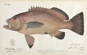 Robert Neill Prints: Perch illustration