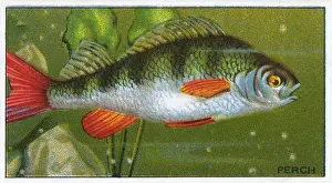 PERCH / MORRIS / 1928