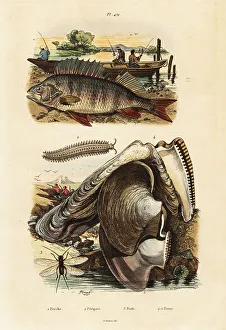 Adolph Fries Prints: Perch, pearl oyster, velvet worm and lacewing